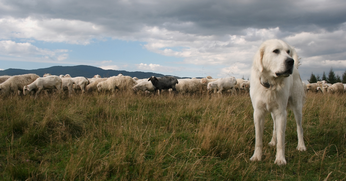 Sheepdog